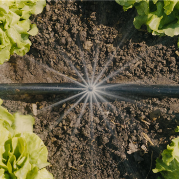 Kit d'initiation pour potagers jusqu'à 60 m2