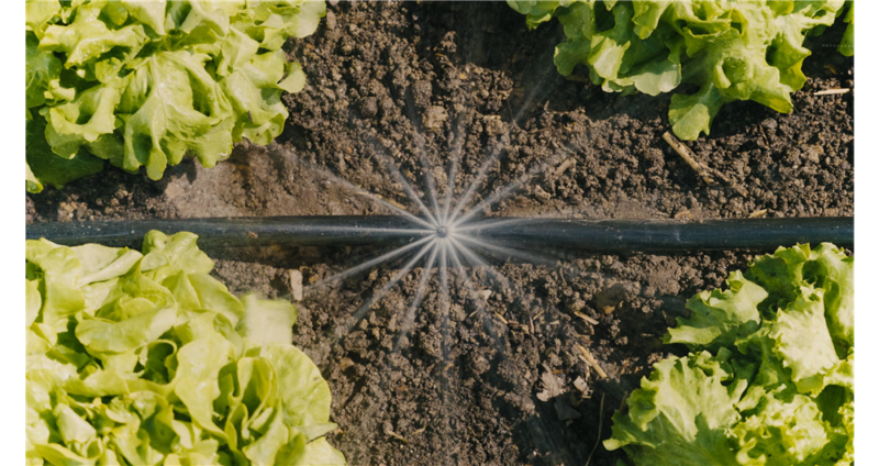 Kit d'initiation pour potagers jusqu'à 60 m2