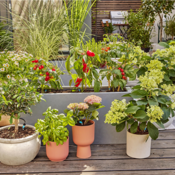 Kit d'initiation pour terrasse jusqu'à 30 plantes