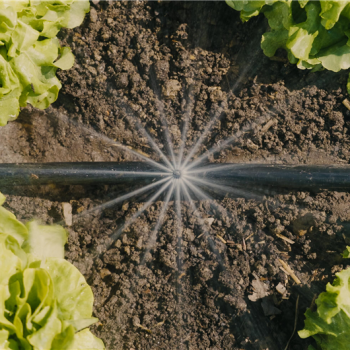 Kit d'initiation pour potagers jusqu'à 60 m2
